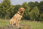 blonde Labrador Retriever