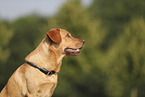 blonde Labrador Retriever