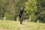 silver Labrador Retriever