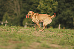 blonde Labrador Retriever