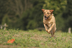 blonde Labrador Retriever