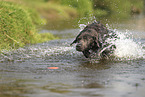 silver Labrador Retriever