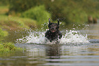 silver Labrador Retriever