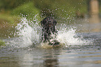 silver Labrador Retriever