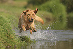blonde Labrador Retriever