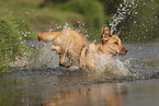 blonde Labrador Retriever