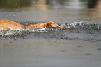 blonde Labrador Retriever
