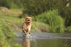 blonde Labrador Retriever