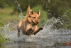 blonde Labrador Retriever