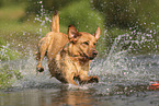 blonde Labrador Retriever