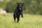 black Labrador Retriever