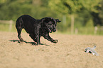 black Labrador Retriever