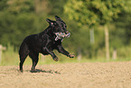 black Labrador Retriever