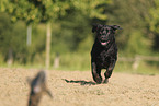 black Labrador Retriever