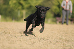 black Labrador Retriever