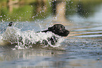 black Labrador Retriever