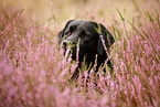 black Labrador Retriever