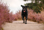 black Labrador Retriever