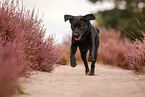 black Labrador Retriever