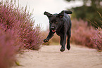 black Labrador Retriever