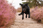 black Labrador Retriever