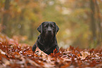 black Labrador Retriever