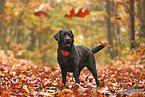 black Labrador Retriever