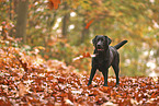 black Labrador Retriever