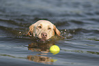 blonde Labrador Retriever
