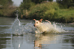 blonde Labrador Retriever