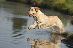 blonde Labrador Retriever
