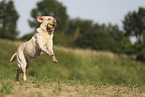 blonde Labrador Retriever