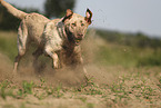 blonde Labrador Retriever