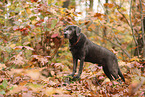 silver Labrador Retriever