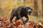 silver Labrador Retriever