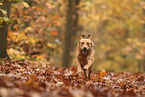 blonde Labrador Retriever
