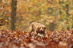 blonde Labrador Retriever
