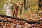 blonde Labrador Retriever