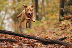 blonde Labrador Retriever