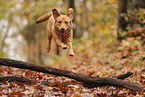 blonde Labrador Retriever