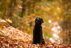 black Labrador Retriever