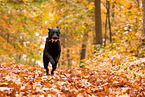 black Labrador Retriever