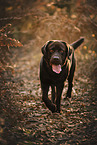 Labrador Retriever