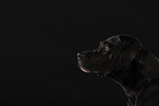 black Labrador
