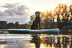 Labrador