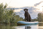 Labrador
