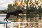 Labrador