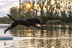 Labrador