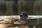 Labrador