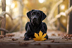 Labrador